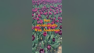 Trending Wes Anderson Film Edit, How to make your video look like it | Simple Photo Video Edits