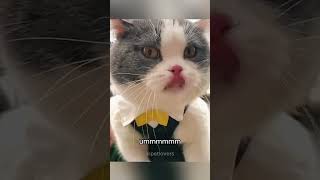 Talking Cats #cat #funnycats #pets #funnypets #cattalking #shorts