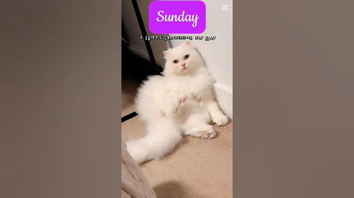 Video 9904461: cats catlover funny meow, catlover meow funny cute