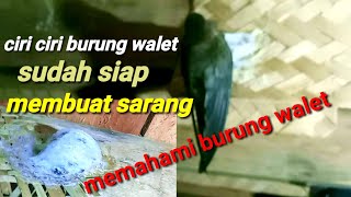 5. tanda burung walet muda sudah siap  membuat sarang