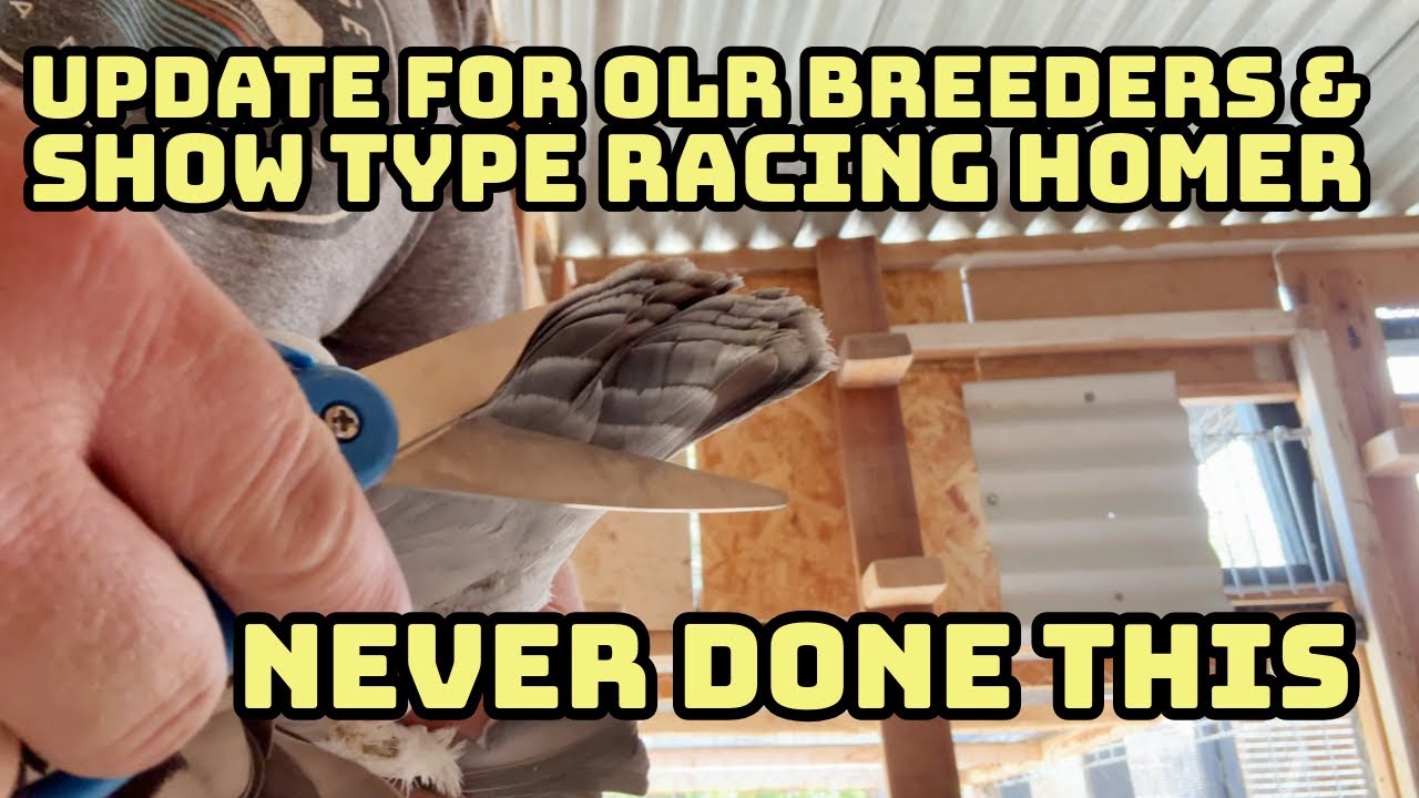 Техническое обслуживание голубятни для гоночных голубятень / Обзор с моим последним обновлением о...