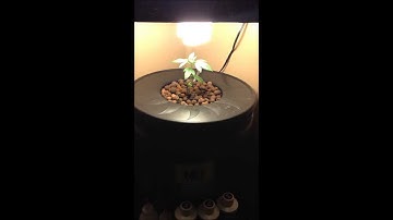 DWC Hydroponic System week1