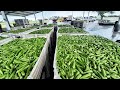 World Modern Agriculture Technology - Leek, Okra, Green Plum Harvesting Machine