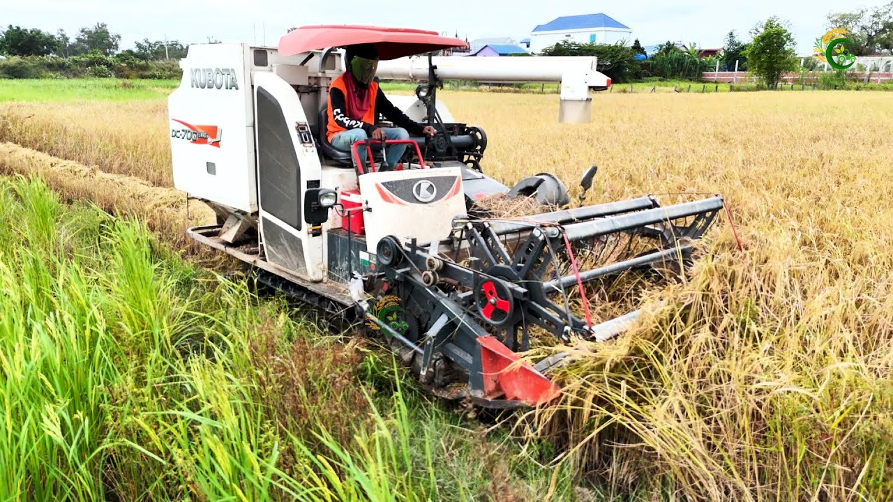 First Action Combine Harvester At Farms Harvest Session ប្រជាកសិករប្រមូលផលស្រូវដោយម៉ាស៊ីនច្រូត