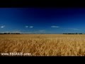 60minutes2relax  golden wheat field