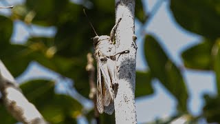 Estridulação do Gafanhoto – Prionacris sp.