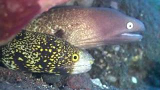 Murene Murenen Moray Eels