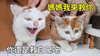 看到媽媽被抓小奶貓勇敢營救，結果下一秒自己也被抓｜李喜猫