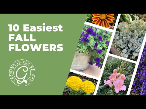 Video: Pěstování podzimních květin – Návrh květinové zahrady na podzim na Středozápadě