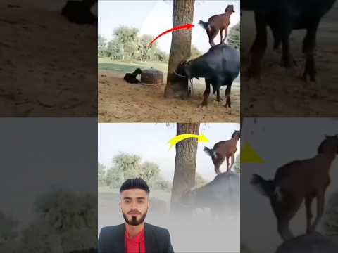 حين يرفع الكبير الصغير ليأكل يتجل ى معنى العطاء الذي لا ينتظر مقابل ا اكسبلور دويتو 