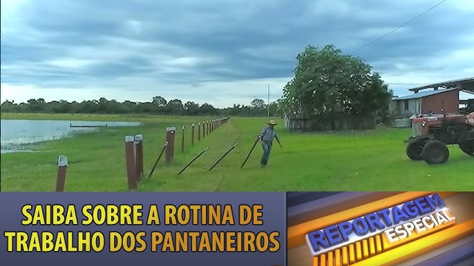 Peão boiadeiro tangendo boiada em direção a açude em fazenda do Pantanal  Sul, Pulsar Imagens