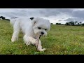 Where is our Maltese puppy? 🐶 の動画、YouTube動画。