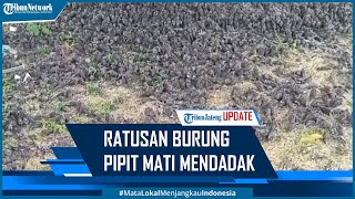 Ratusan Burung Pipit Mati Mendadak, BKSDA Ungkap Perlu Autopsi