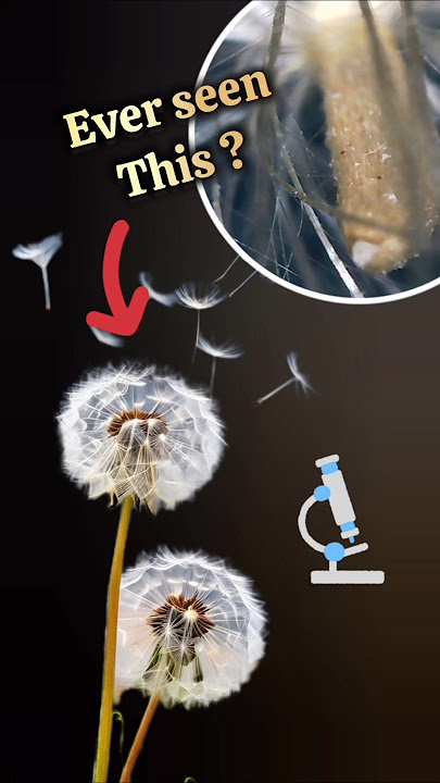 👈🏻 Flying Seeds under microscope #dandelions #zoom #shorts #seed