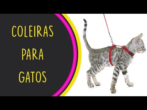 Vídeo: Como Escolher Uma Coleira Para Um Gato
