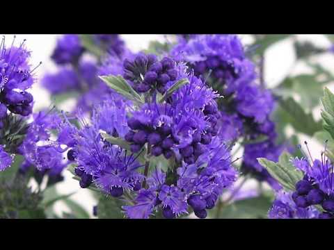 Video: Karyopteris Blooming Until Autumn