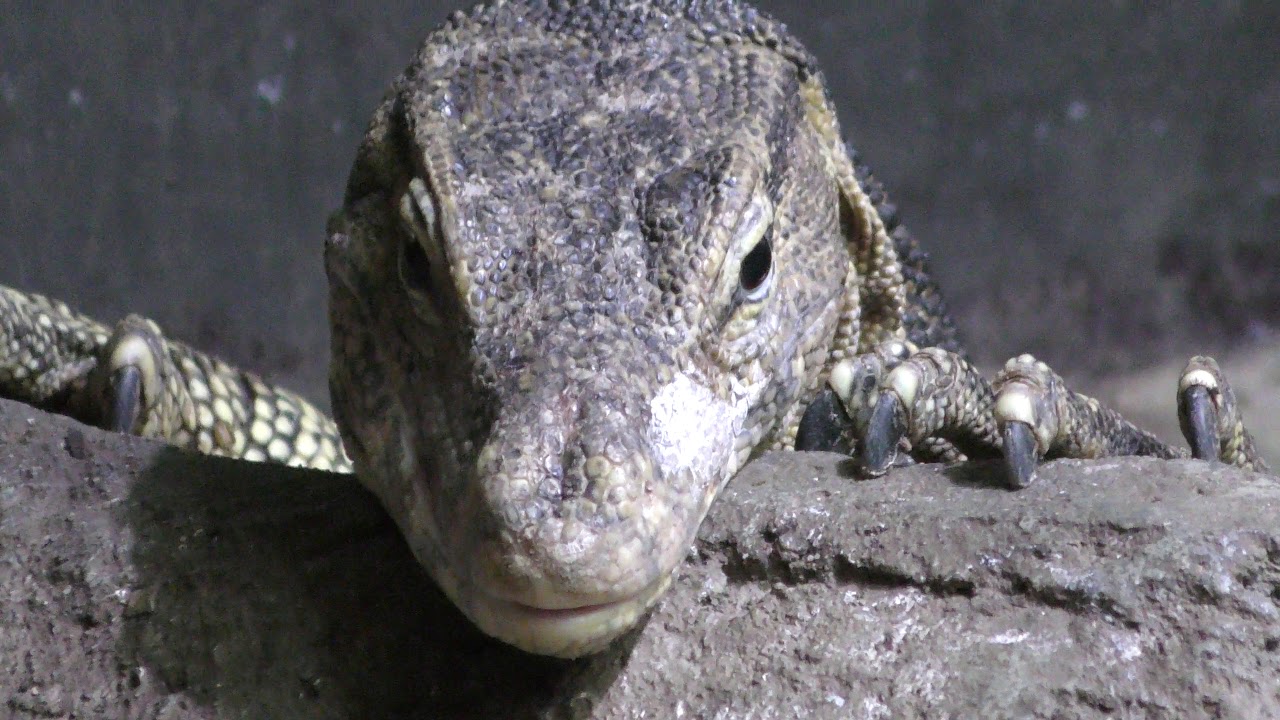 Common water monitor (IZoo, Shizuoka, Japan) March 17, 2018 - YouTube
