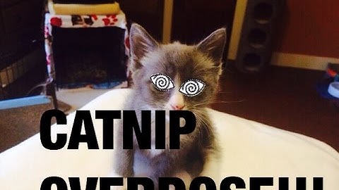 CATNIP OVERDOSE! Kitty addicted to catnip