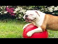 Jolly Pets Push n Play Ball Dog Toy Review, Can I give it a 10