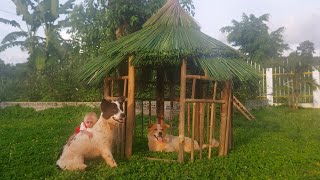 Monkey Bon knows how to help Dad build a resting house for dogs