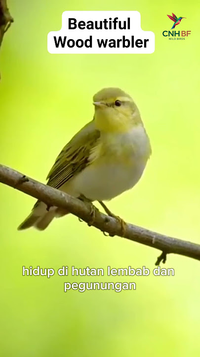 Wood Babbler (Stachyris poliocephala) #burung #burungkicaudialamliar #kicaumania