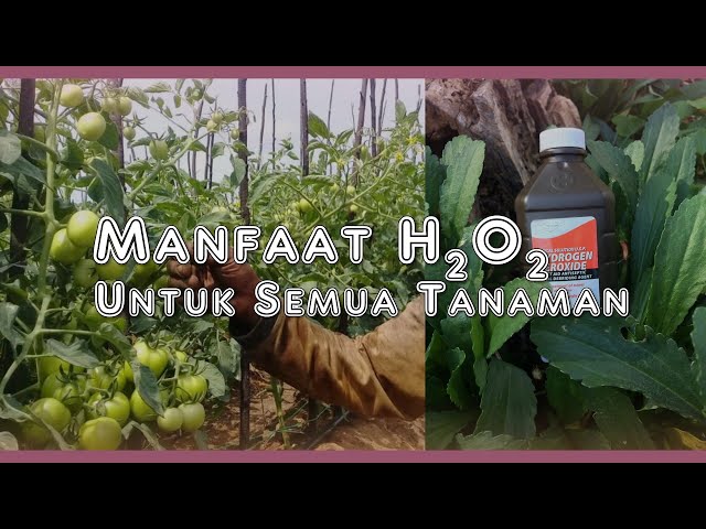 HIDROGEN PEROXIDA UNTUK TANAMAN class=