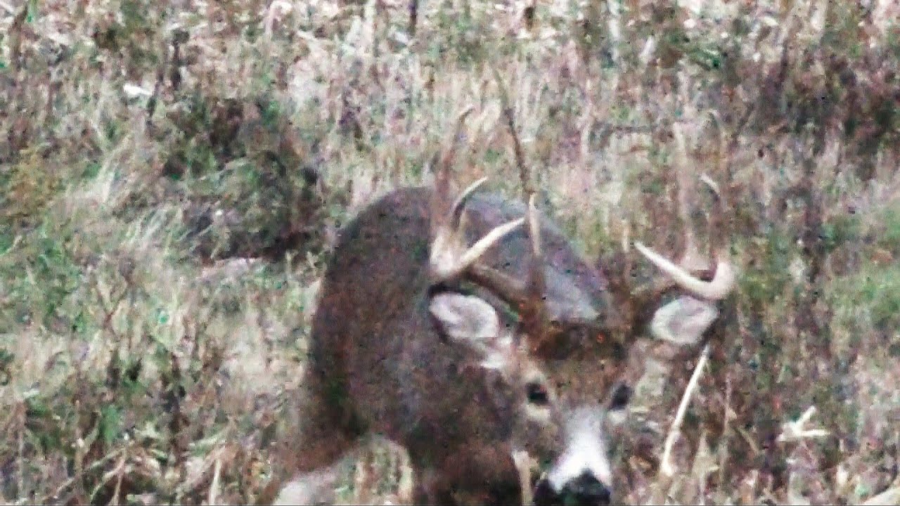 Buck & Rut Archery Deer Season 2015 Pennsylvania Royer YouTube