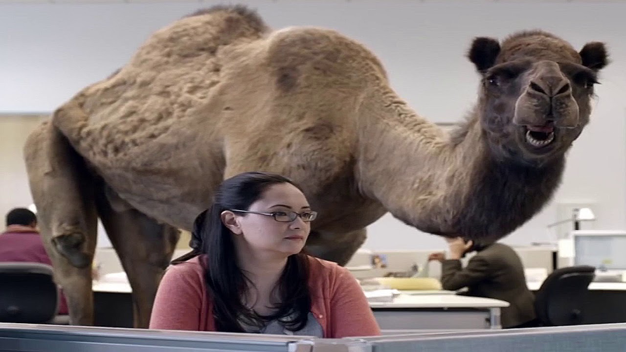 GEICO Hump Day - Happier Than a Camel on Wednesday (USA 60fps) - YouTube.