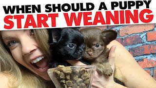 Weaning your Chihuahua puppy, how and when? | Sweetie Pie Pets by Kelly Swift
