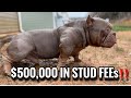 500000 in stud fees american bully dog  micro bully