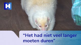 Na zwerftochten is albino stinkdier Ollie weer veilig thuis