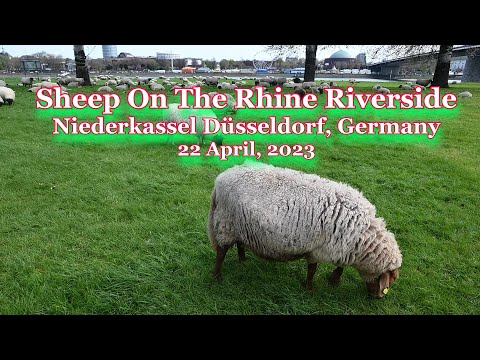 Sheep On The Rhine Riverside - Niederkassel Düsseldorf, Germany April 22, 2023