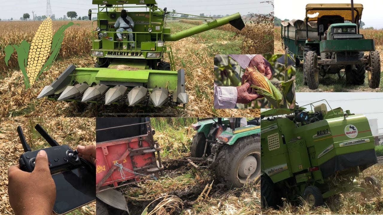 Maize 9208 harvesting in punjab❤️ johndeere5310 💪