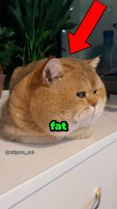 Download lagu Top 3 Most Fat Cats. 🤣 #cat #funny #animals