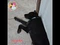 Mila , na estação  verão!(fevereiro2025) #viralata #animaisdeestimação #viralyoutubeshorts #cachorro