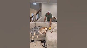 Don’t trust your dog with a full bladder 💀