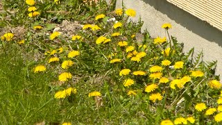 Bemidji Residents Encouraged to 'Slow the Mow' to Help Pollinators | Lakeland News