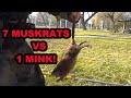 1 Mink vs 7 Muskrats in 1 Burrow!!!