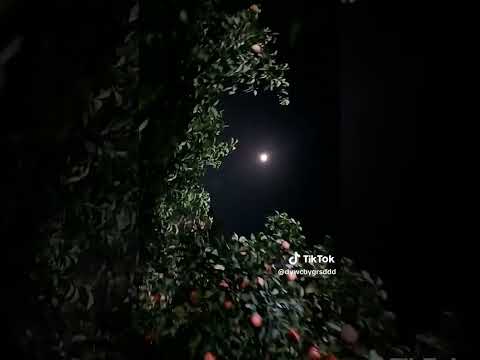 اظن غزل عراقي اه جنه ابغكي انت ونرجس