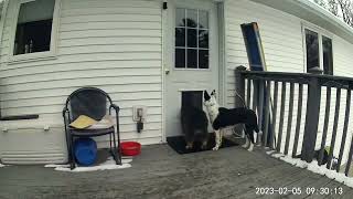 A Day In The Life Of A Plexidor Dog Door.