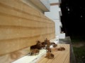 Honey bees defending hive against robber bee