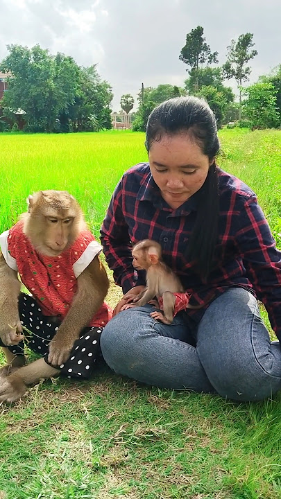 lovely Animals Are Famous, Best SokYaa And SokHaa Very Smart And Amazing Video #shorts