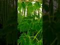 "सजिउन (सहजन) टिप्ने रमाइलो क्षण | Moringa Oleifera | सजिउन | #Shorts"
