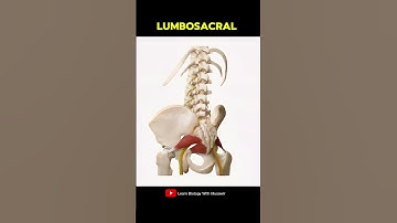 Lumbosacral plexus Spine Anatomy