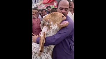 سبحان الله حيوان يبكي علي فراق صاحبها 