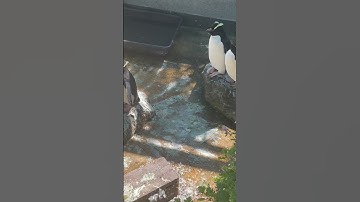 Thumbnail of Endangered  Yellow-Eyed Penguins in New Zealand