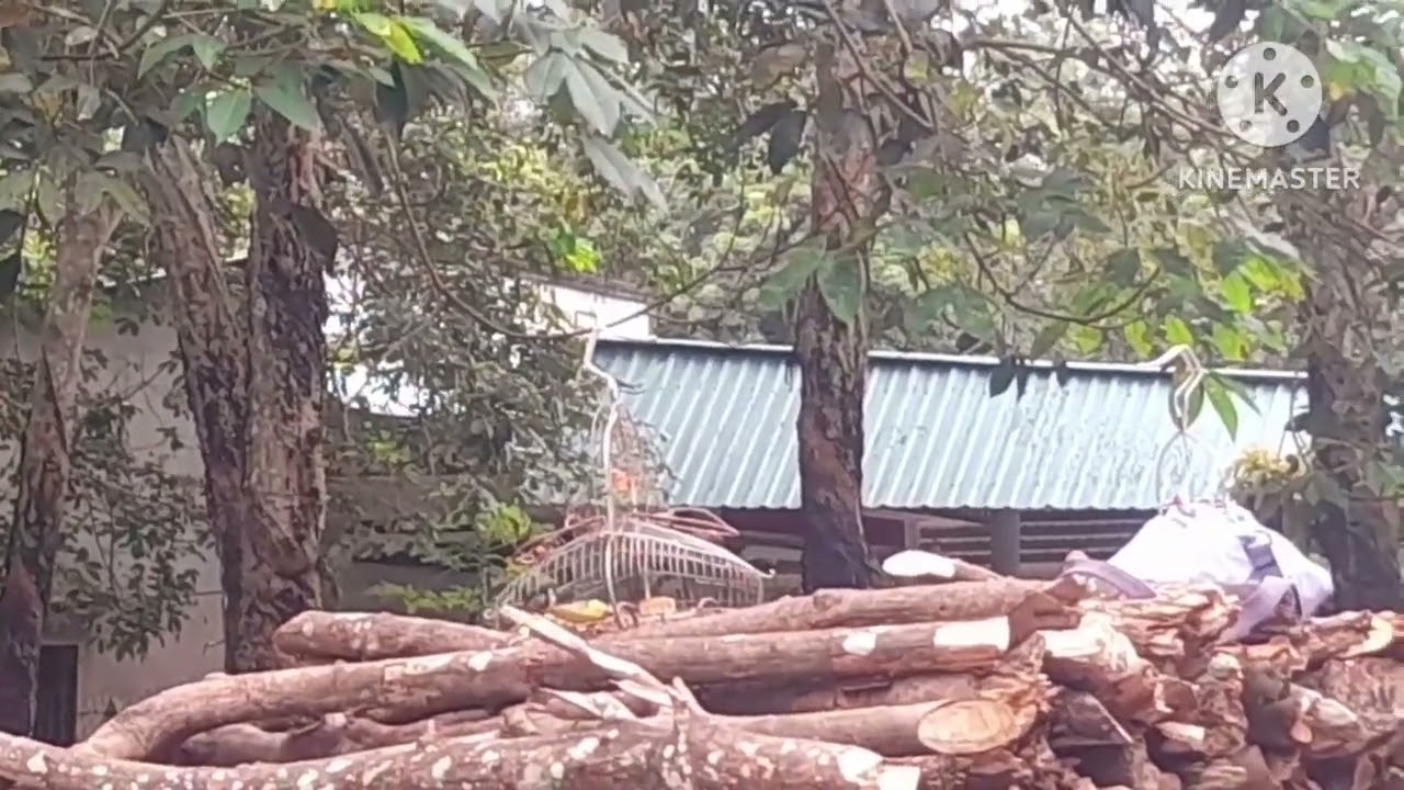 Video chinh phục ốc mít 10 chấm quá hung dữ anh em