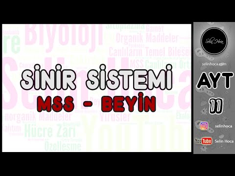 4) Merkezi Sinir Sistemi   Beyin