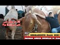 Mission Abdul Rehman Ki Cow Purchasing || Sohrab Goth Mandi 2021 || Heavy Sibbi Kitne Mai Sold Hua?