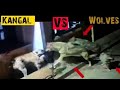 3 Wolves  attack 1 Kangal . This end up badly  for wolves  (01.1.2022)